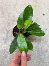 Load image into Gallery viewer, Hoya meliflua 4&quot; - Wax Plant