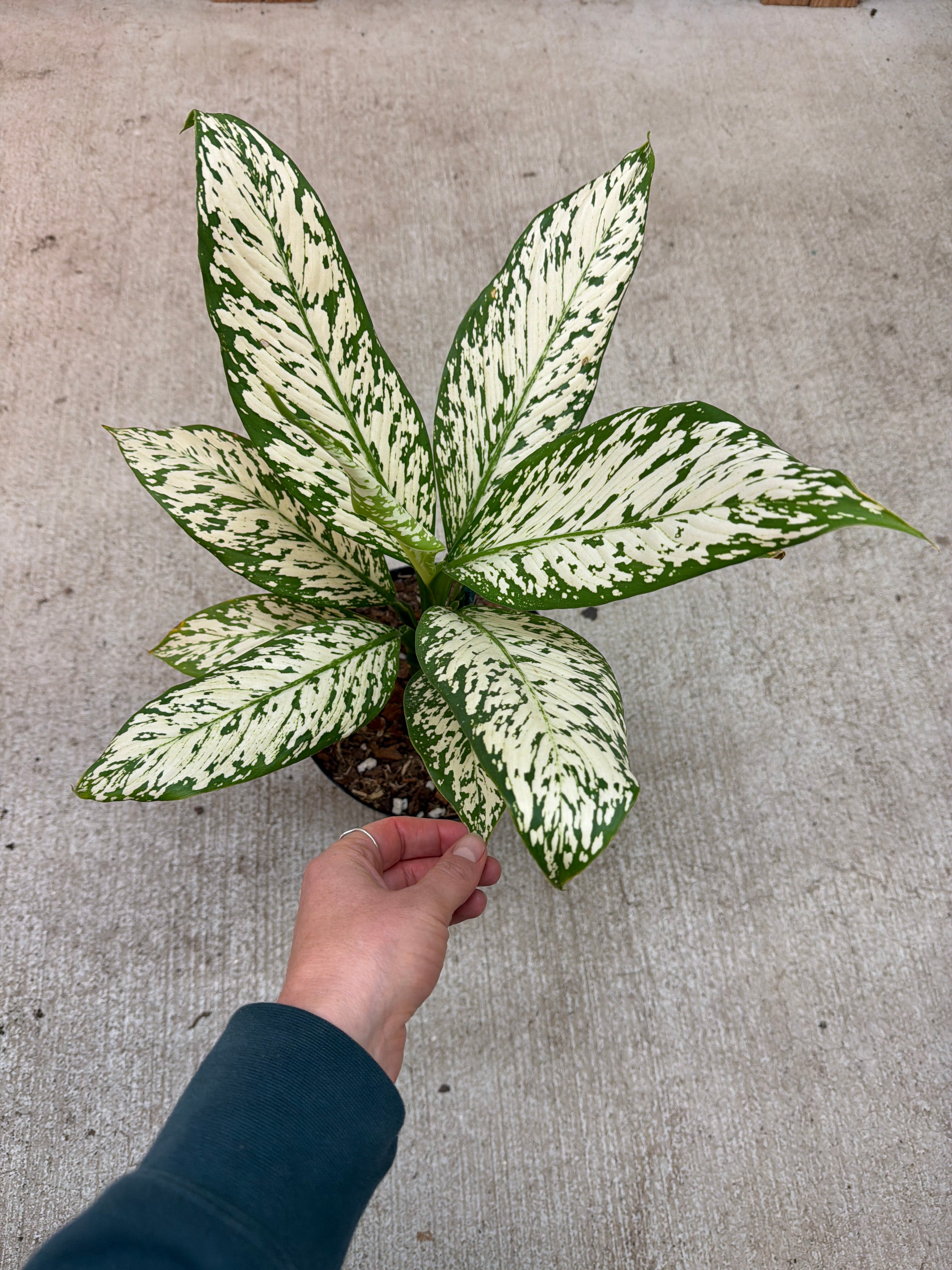 Dieffenbachia White Etna 8