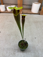 Load image into Gallery viewer, Sarracenia 5.5"
