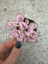 Load image into Gallery viewer, Hypoestes phyllostachya 2.25" - Polka Dot Plant
