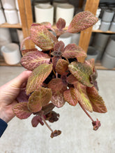 Load image into Gallery viewer, Episcia sp. 4" - Flame Violet