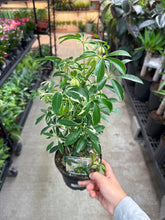 Load image into Gallery viewer, Schefflera sp. Variegata Bush 6&quot; - Umbrella Tree
