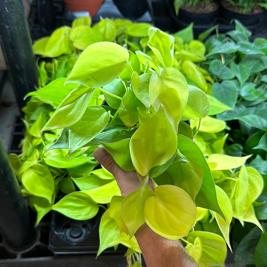 4 philodendron lemon Philodendron sp. Lemon Lime 4" – Kent East Hill Nursery