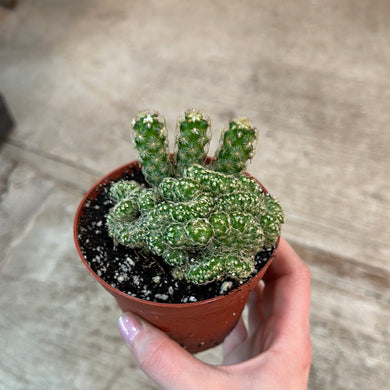 Mammillaria elongata 'Cristata' 4