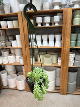 Load image into Gallery viewer, Sedum morganianum 4"HB - Donkey Tail Sedum