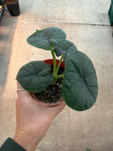 Load image into Gallery viewer, Alocasia Hami Melo 4&quot;