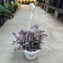 Load image into Gallery viewer, Tradescantia sp. &#39;Sweetness&#39; 6&quot; Basket - Pink Inch Plant