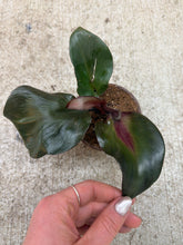 Load image into Gallery viewer, Philodendron 'Red Heart' 4"