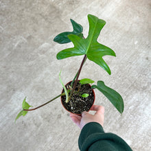 Load image into Gallery viewer, Philodendron Florida Green 4&quot;