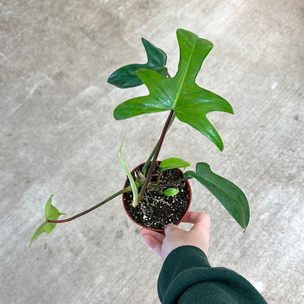 Philodendron Florida Green 4