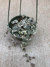 Load image into Gallery viewer, Ceropegia woodii variegated 5" HB - Variegated String of Hearts