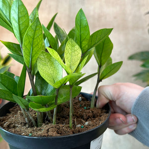akebono zz plant Zamioculcas zamiifolia 'Chameleon' 6"