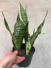 Load image into Gallery viewer, Sansevieria 'Golden Edge' 6"