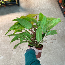 Load image into Gallery viewer, Philodendron &#39;Painted Lady&#39; 6&quot;