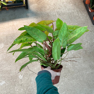 Philodendron 'Painted Lady' 6"