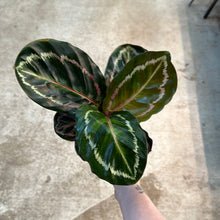Load image into Gallery viewer, Calathea Angela 4&quot;