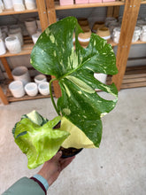 Load image into Gallery viewer, Monstera Thai Constellation 6&quot; - Small