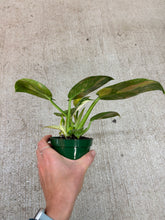 Load image into Gallery viewer, Philodendron Congo Green Marble Variegated 4"