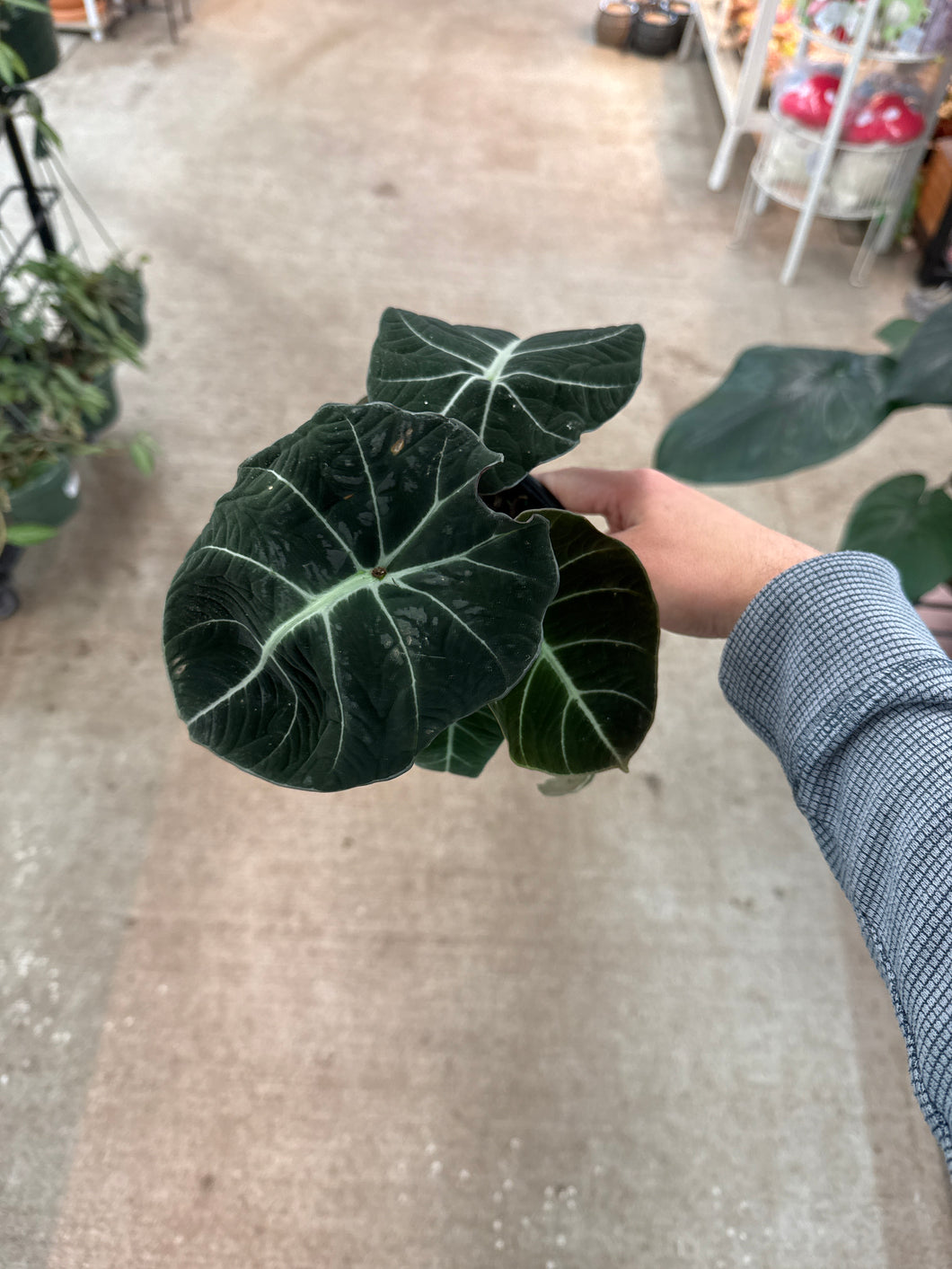 Alocasia 'Black Velvet' 6