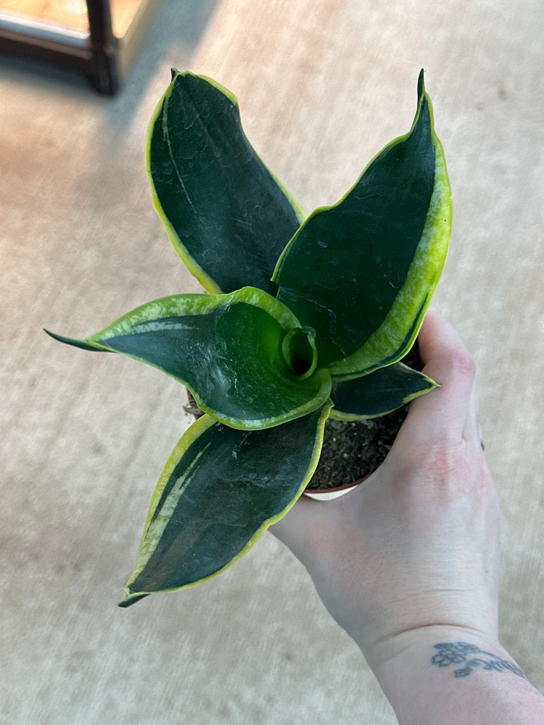 sansevieria black gold compacta Sansevieria Black Gold Compacta 4"