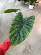 Load image into Gallery viewer, Alocasia Lukiwan 4&quot; - Elephant Ear