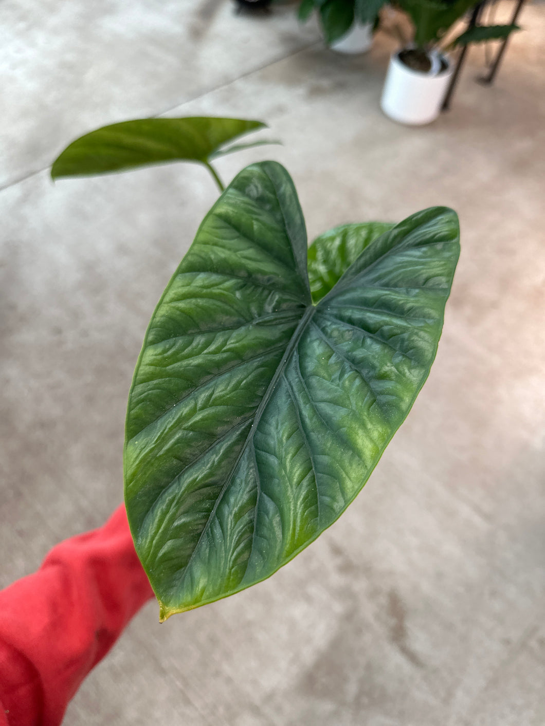 Alocasia Lukiwan 4