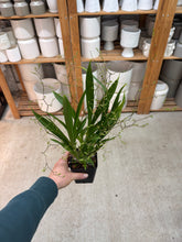 Load image into Gallery viewer, Oncidium Tsiku Margurite (Twinkle x sotoanum) 4&quot;