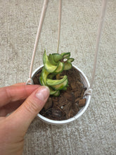Load image into Gallery viewer, Hoya carnosa compacta Mauna Lao 2&quot; - Inner Variegated Rope Wax Plant