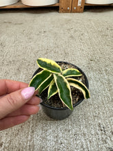 Load image into Gallery viewer, Hoya 'Krinkle 8 Albomarginata' 4" - Wax Plant