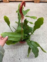 Load image into Gallery viewer, Epiphyllum oxypetalum 6" - Queen of Night/Night Blooming Cactus