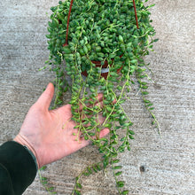 Load image into Gallery viewer, Senecio radicans 6&quot; HB - String of Beans