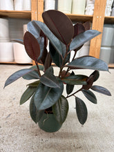 Load image into Gallery viewer, Ficus decora 'Burgundy' 6" - Burgundy Rubber Tree