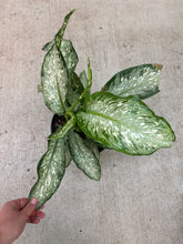 Load image into Gallery viewer, Dieffenbachia Tiki 8"