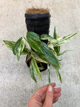 Load image into Gallery viewer, Amydrium zippeleanum variegata 4&quot;