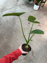 Load image into Gallery viewer, Alocasia Lukiwan 4&quot; - Elephant Ear
