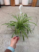 Load image into Gallery viewer, Chlorophytum sp. 6" HB - Spider Plant Variegated Basket