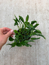 Load image into Gallery viewer, Epipremnum aureum &#39;shangri la&#39; 4&quot; - Pothos