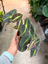 Load image into Gallery viewer, Begonia listada 4&quot;