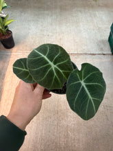 Load image into Gallery viewer, Alocasia &#39;Black Velvet&#39; 4&quot;