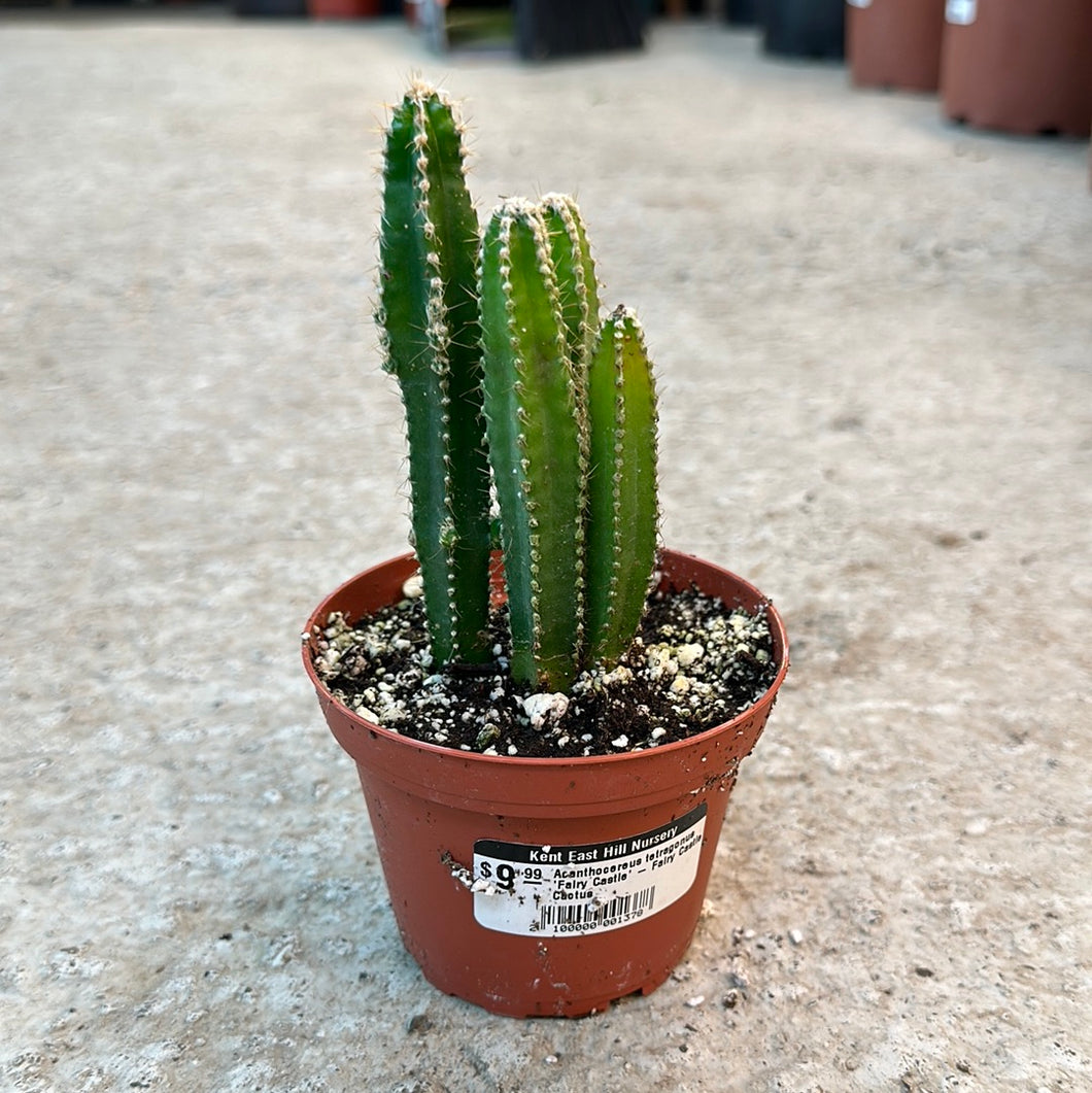 Acanthocereus tetragonus 'Fairy Castle' - Fairy Castle Cactus