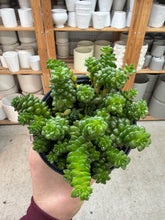 Load image into Gallery viewer, Cremnosedum 'Little Gem' 4"