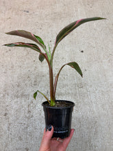 Load image into Gallery viewer, Musa Nono Pink 4" - Pink Banana Plant