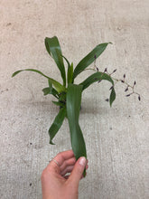 Load image into Gallery viewer, Oncidium Heaven Scent 'Sweet Baby' 4"