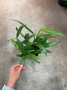 Epipremnum 'Amplissimum Silver' 6"