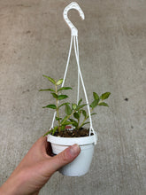 Load image into Gallery viewer, Hoya bella 'Luis Bois' 2"