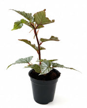 Load image into Gallery viewer, Begonia Frosty 4"