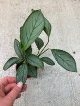 Load image into Gallery viewer, Ctenanthe setosa 'Grey Star' 4" - Never Never Plant