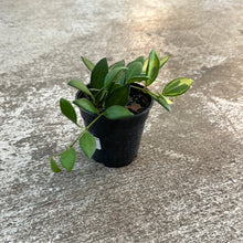 Load image into Gallery viewer, Hoya burtoniae variegata 4&quot;