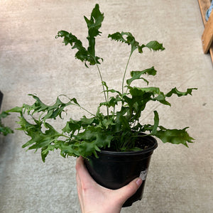 Phymatosorus scolopendria 'Hawaiian Sunshine' 6" - Footed Fern