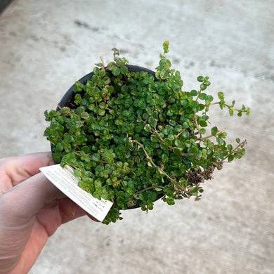 Pilea sao paulo 4